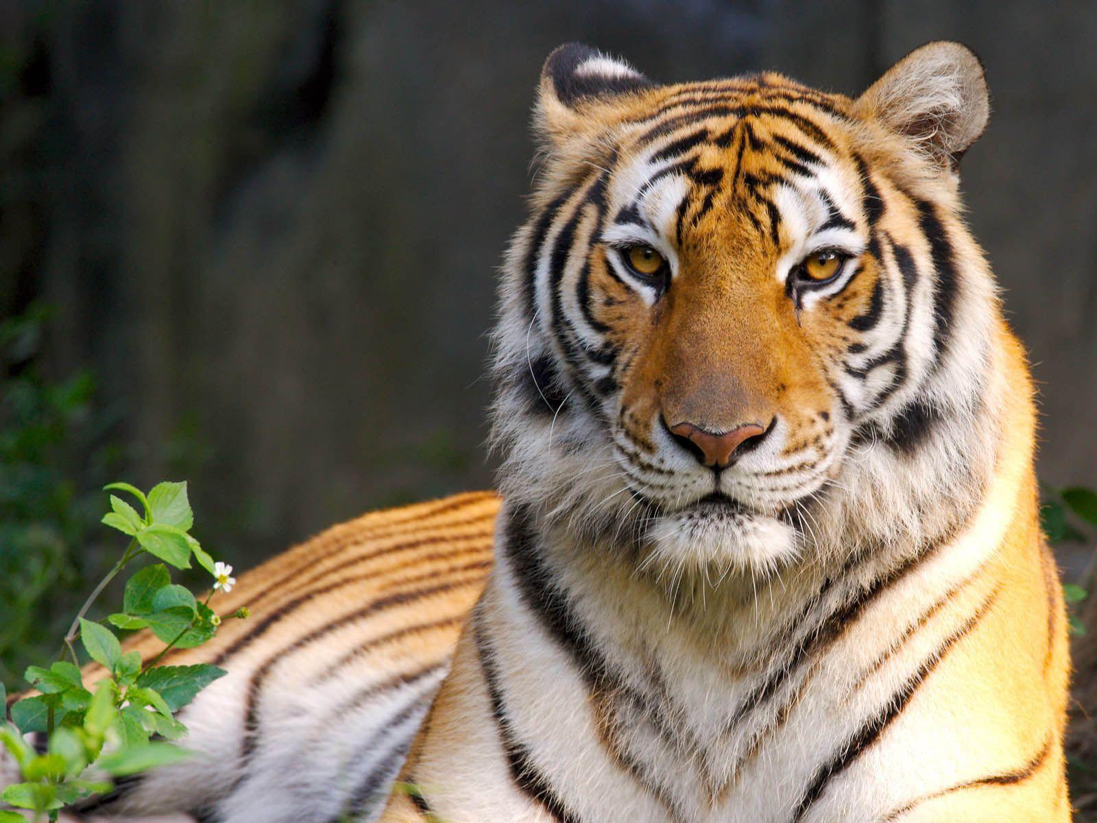 Detail Background Macan Nomer 9
