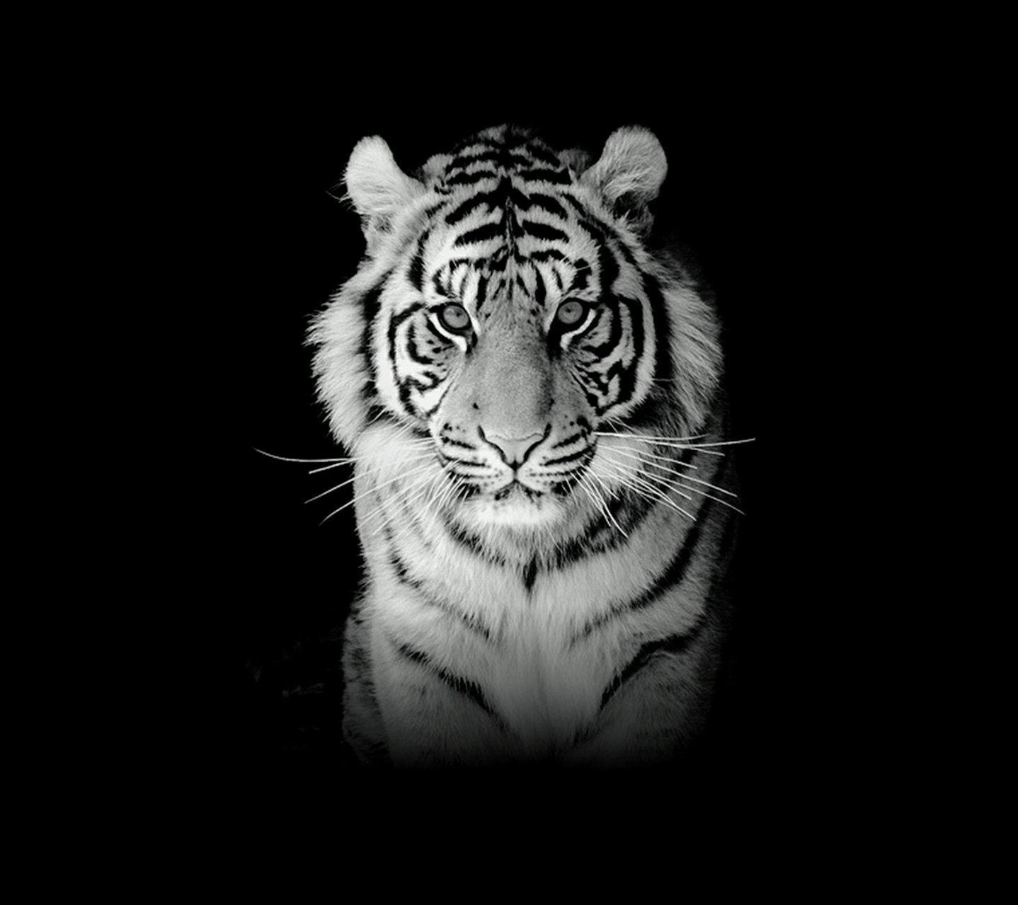 Detail Background Macan Putih Nomer 3
