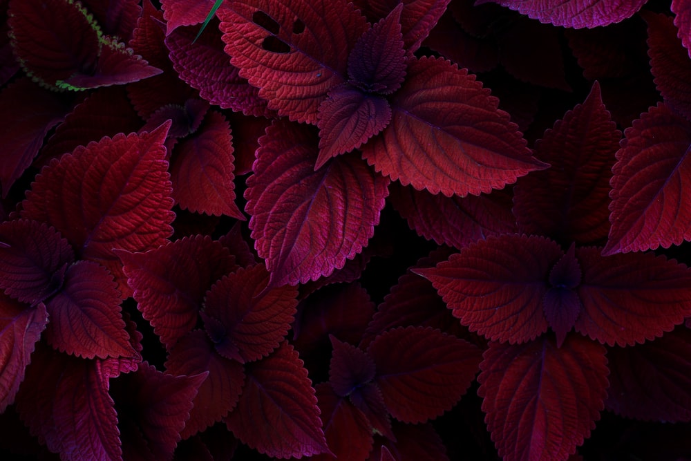 Detail Background Marun Nomer 23