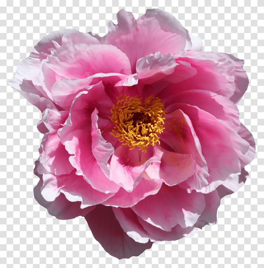 Detail Background Mawar Nomer 55