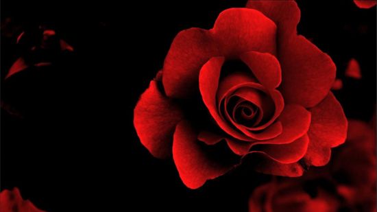 Background Mawar Merah - KibrisPDR