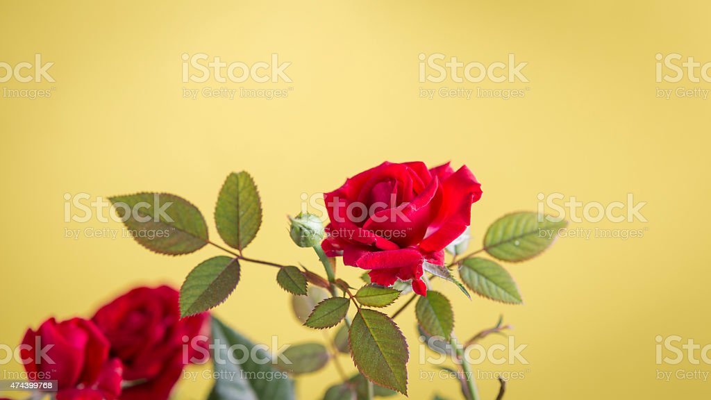 Detail Background Mawar Merah Nomer 19