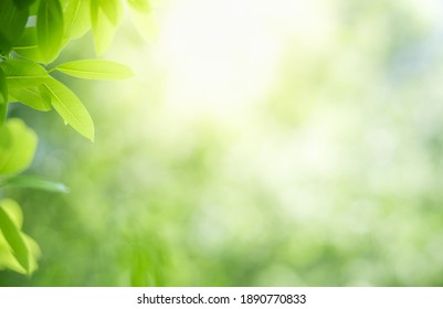 Detail Background Nature Green Nomer 24