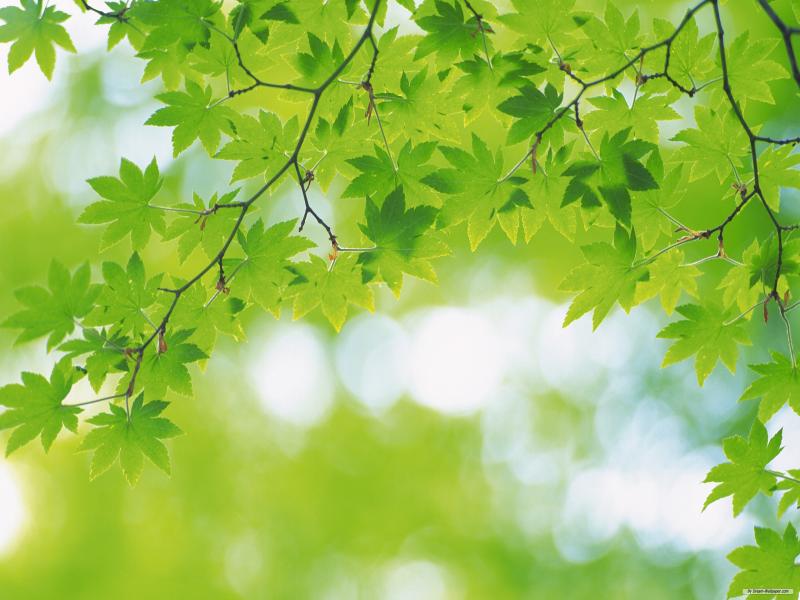 Detail Background Nature Powerpoint Nomer 29