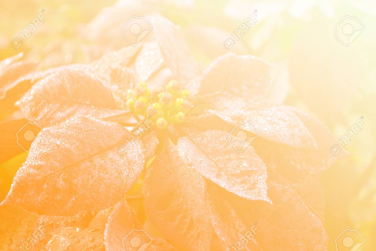 Detail Background Orange Soft Nomer 33