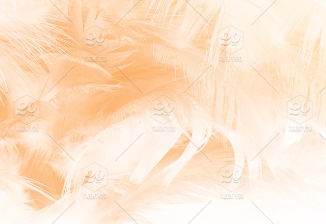 Detail Background Orange Soft Nomer 55
