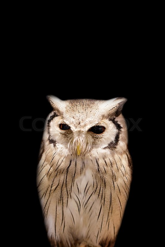 Detail Background Owl Nomer 23
