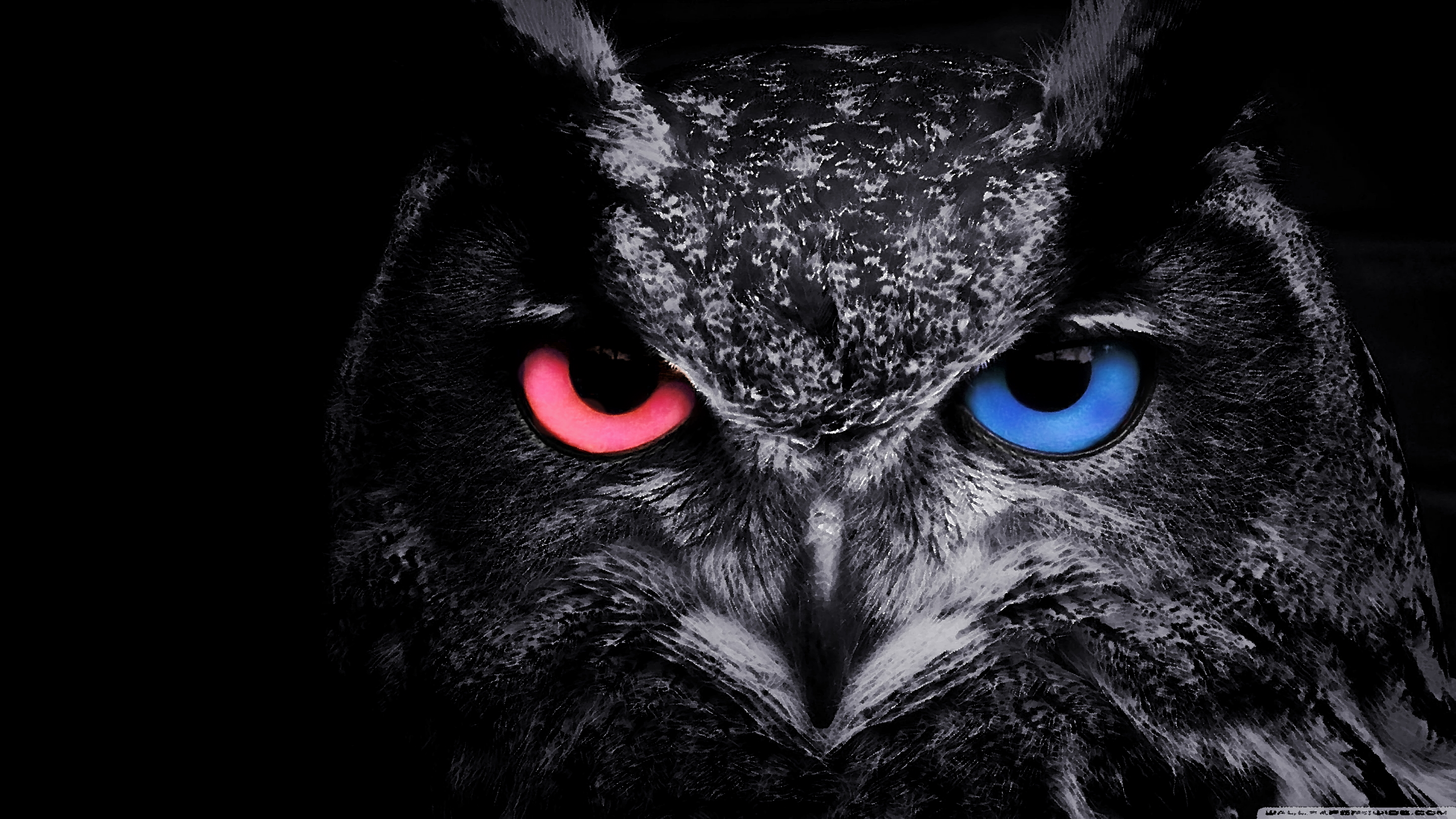 Detail Background Owl Nomer 30