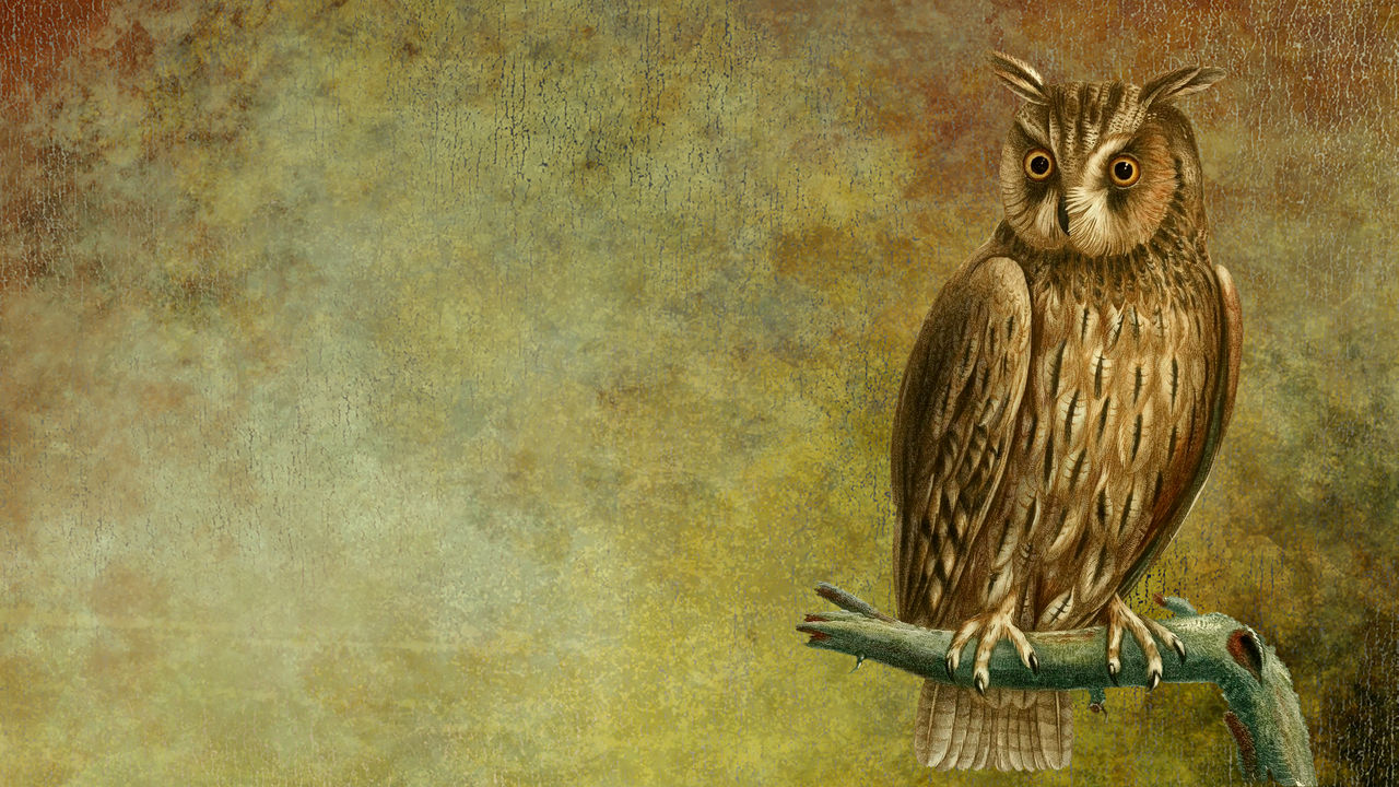 Detail Background Owl Nomer 57