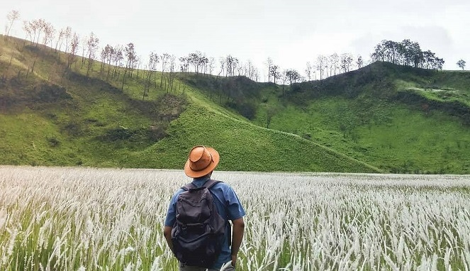 Detail Background Padang Ilalang Nomer 15