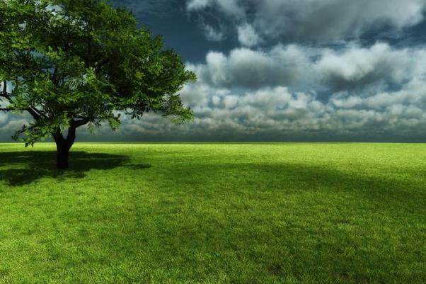 Detail Background Padang Rumput Nomer 13