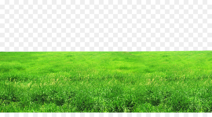 Detail Background Padang Rumput Nomer 39