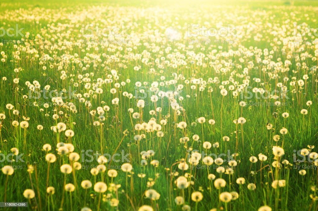 Detail Background Padang Rumput Nomer 40
