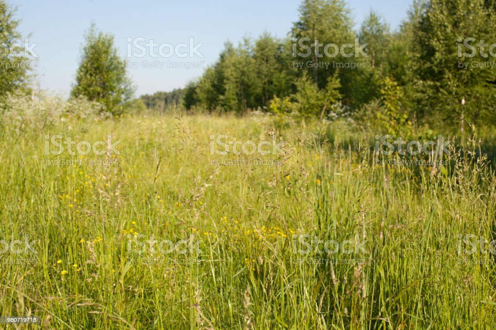 Detail Background Padang Rumput Nomer 44