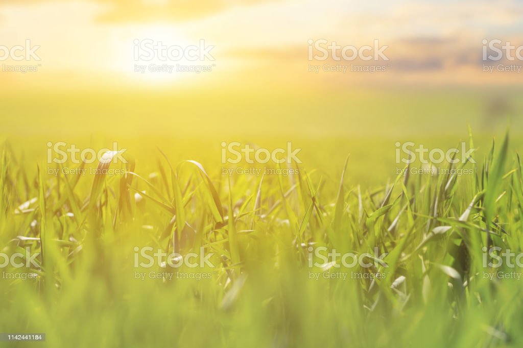 Detail Background Padang Rumput Nomer 54