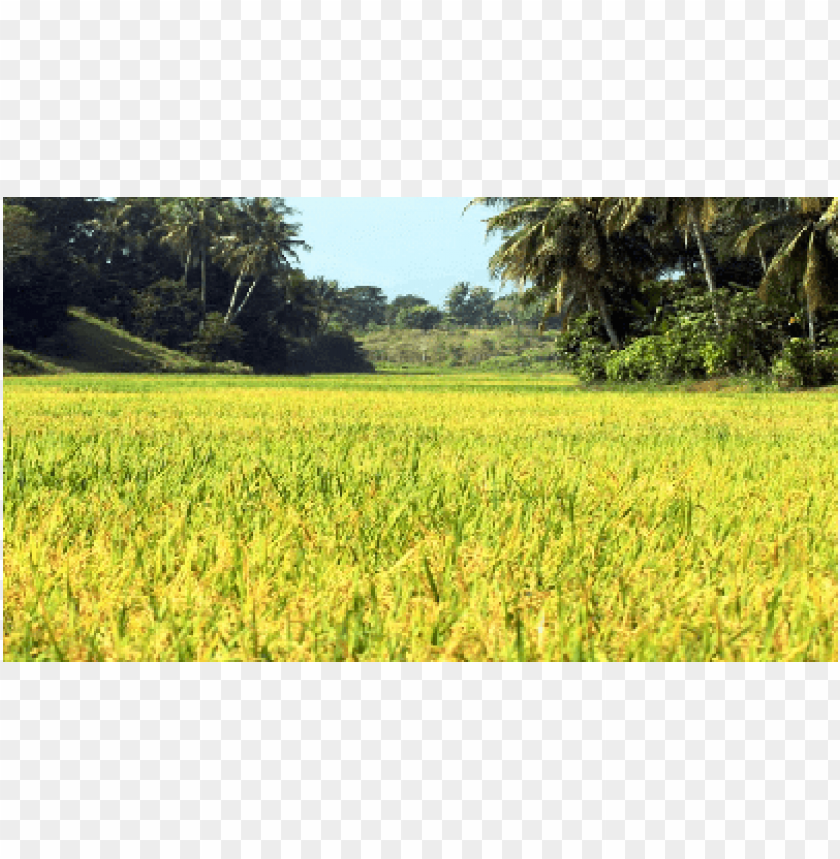 Detail Background Padi Nomer 6