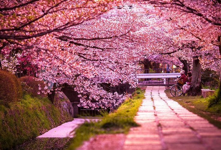 Detail Background Pemandangan Bunga Sakura Nomer 48