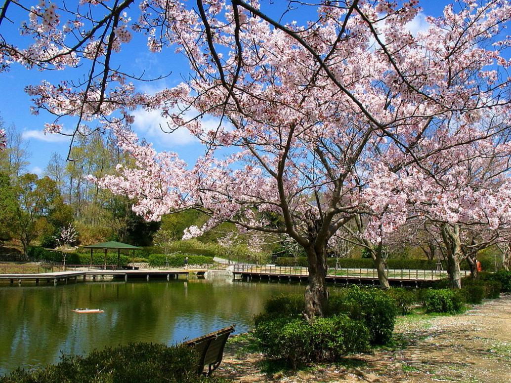 Detail Background Pemandangan Bunga Sakura Nomer 52