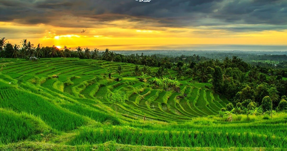 Detail Background Pemandangan Sawah Nomer 2