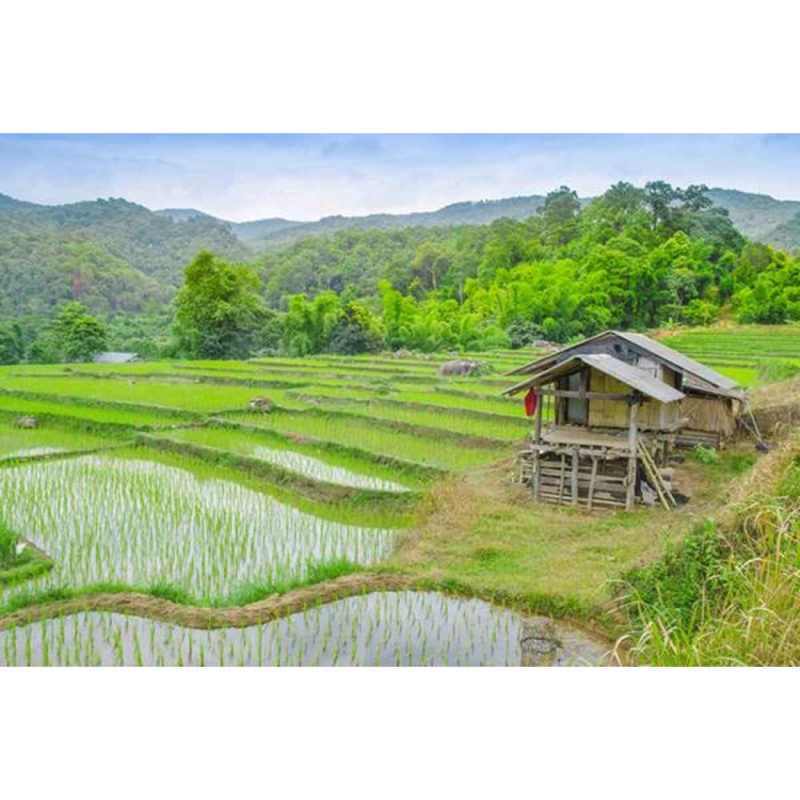 Detail Background Pemandangan Sawah Nomer 27