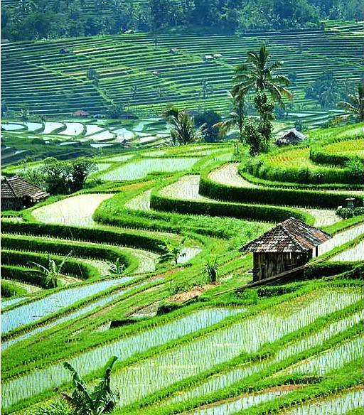 Detail Background Pemandangan Sawah Nomer 32