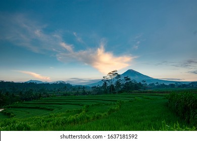 Detail Background Pemandangan Sawah Nomer 37