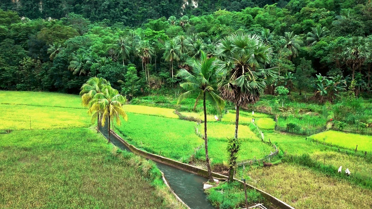 Detail Background Pemandangan Sawah Nomer 39