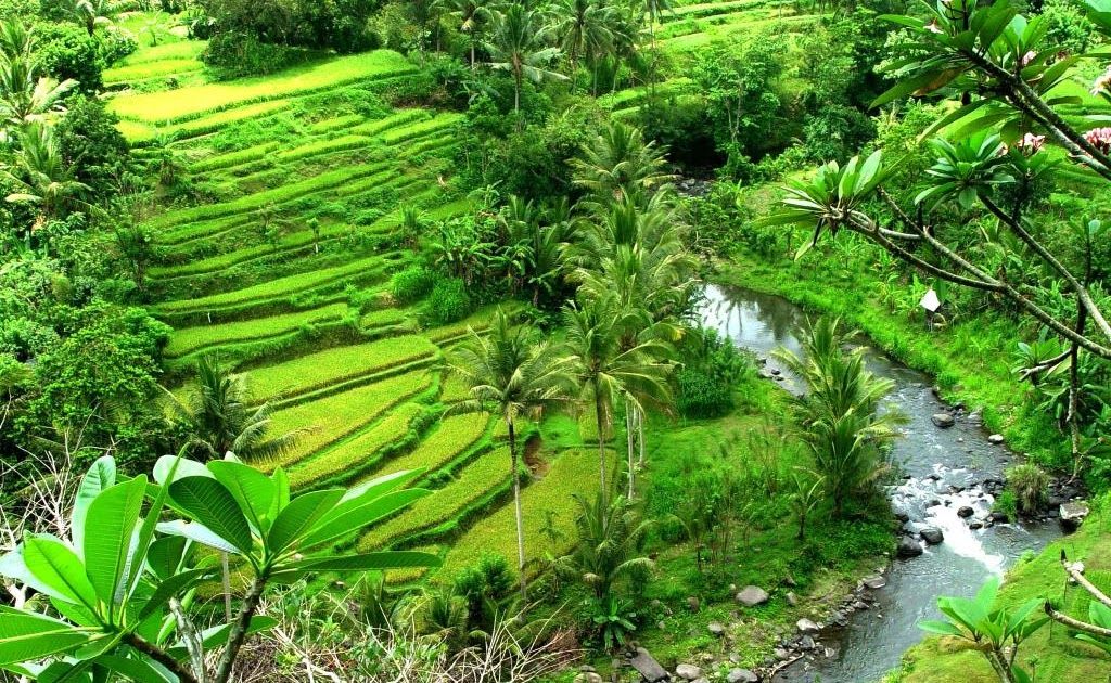 Detail Background Pemandangan Sawah Nomer 53