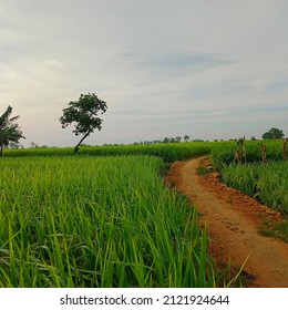 Detail Background Pemandangan Sawah Nomer 55