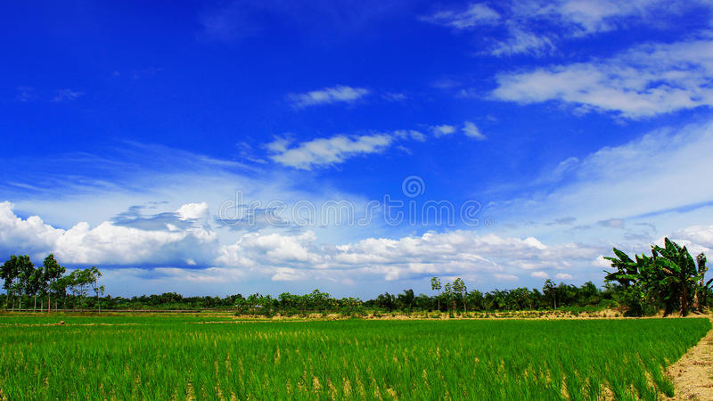 Detail Background Pemandangan Sawah Nomer 9