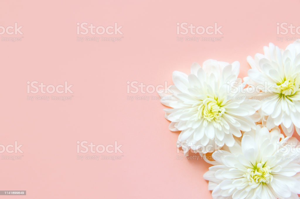 Detail Background Pernikahan Pink Nomer 55