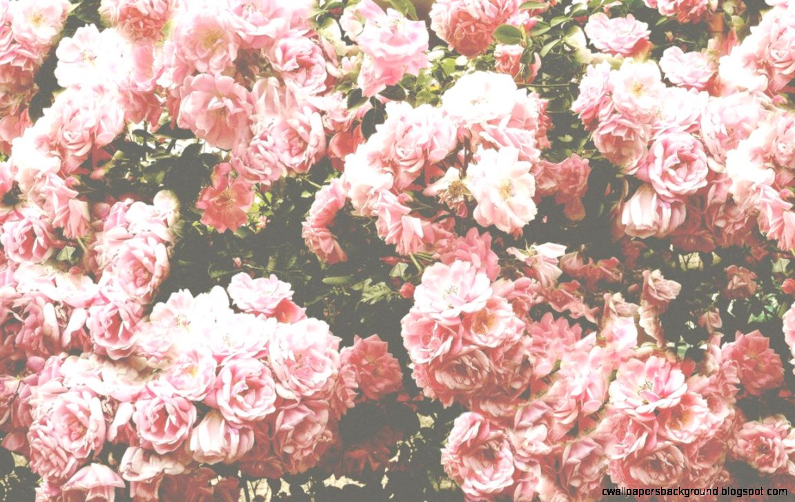 Detail Background Pink Flowers Tumblr Nomer 2