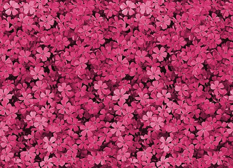 Detail Background Pink Flowers Tumblr Nomer 14