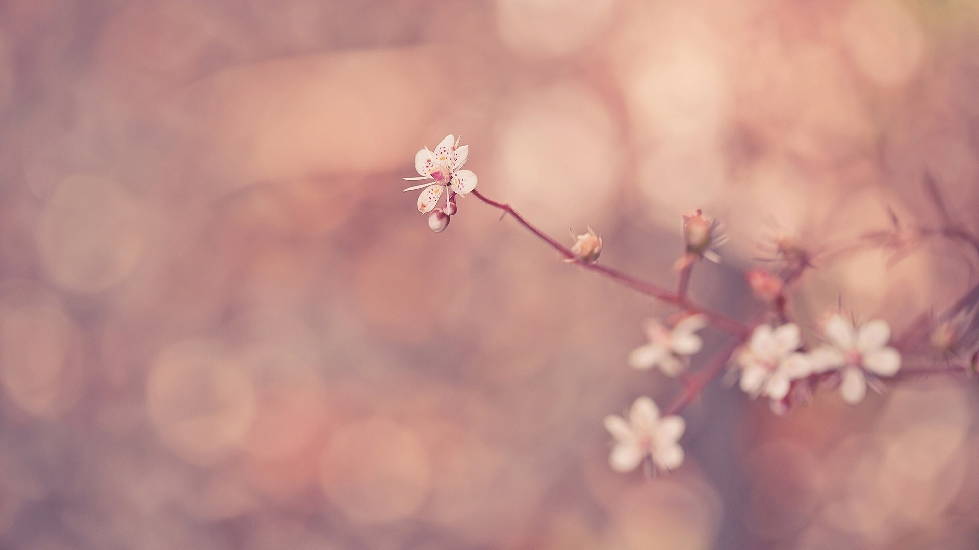 Detail Background Pink Flowers Tumblr Nomer 15