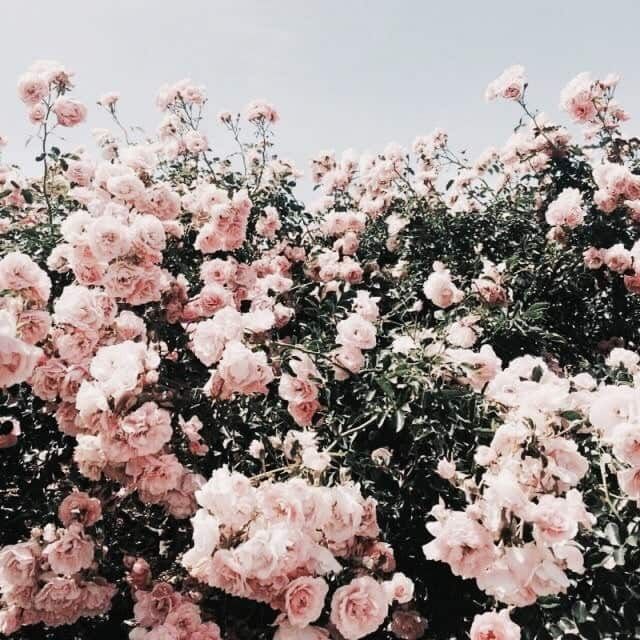 Detail Background Pink Flowers Tumblr Nomer 17