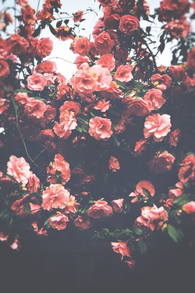 Detail Background Pink Flowers Tumblr Nomer 21