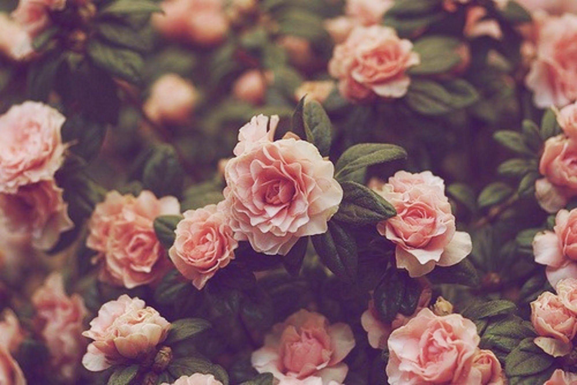 Detail Background Pink Flowers Tumblr Nomer 6