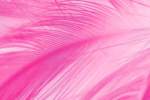 Detail Background Pink Magenta Nomer 14