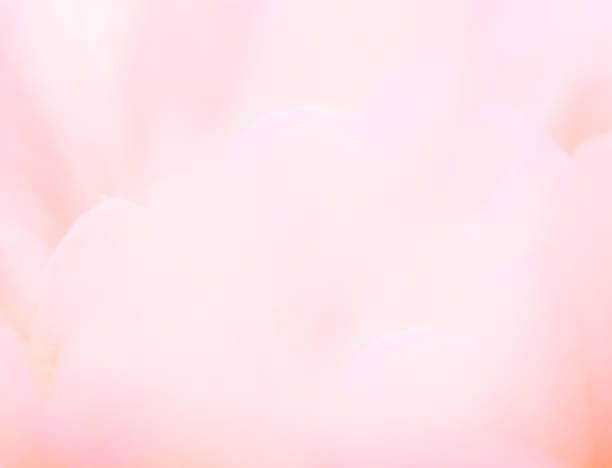 Detail Background Pink Pastel Nomer 3