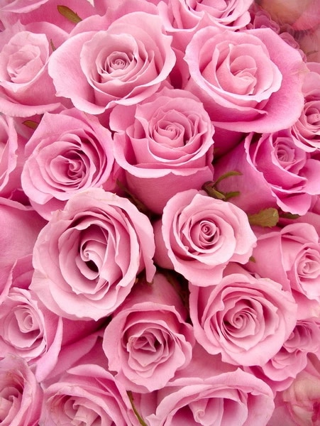 Detail Background Pink Portrait Nomer 47