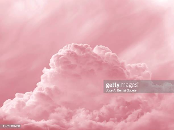 Detail Background Pink Portrait Nomer 51
