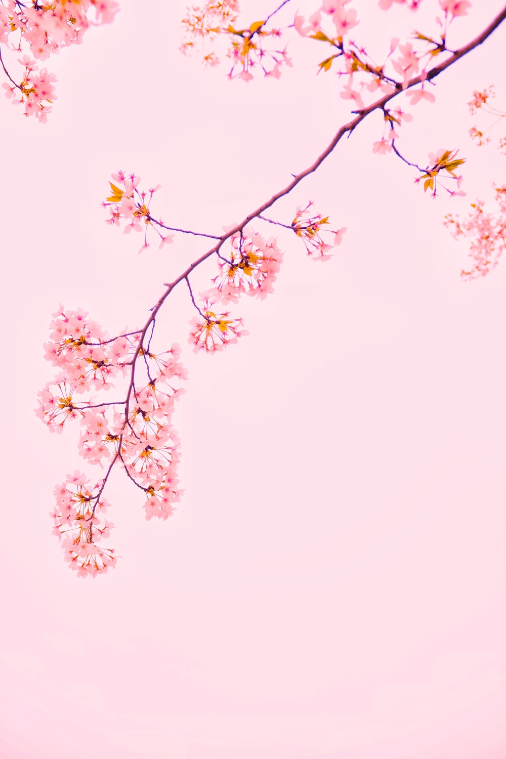 Detail Background Pink Portrait Nomer 9
