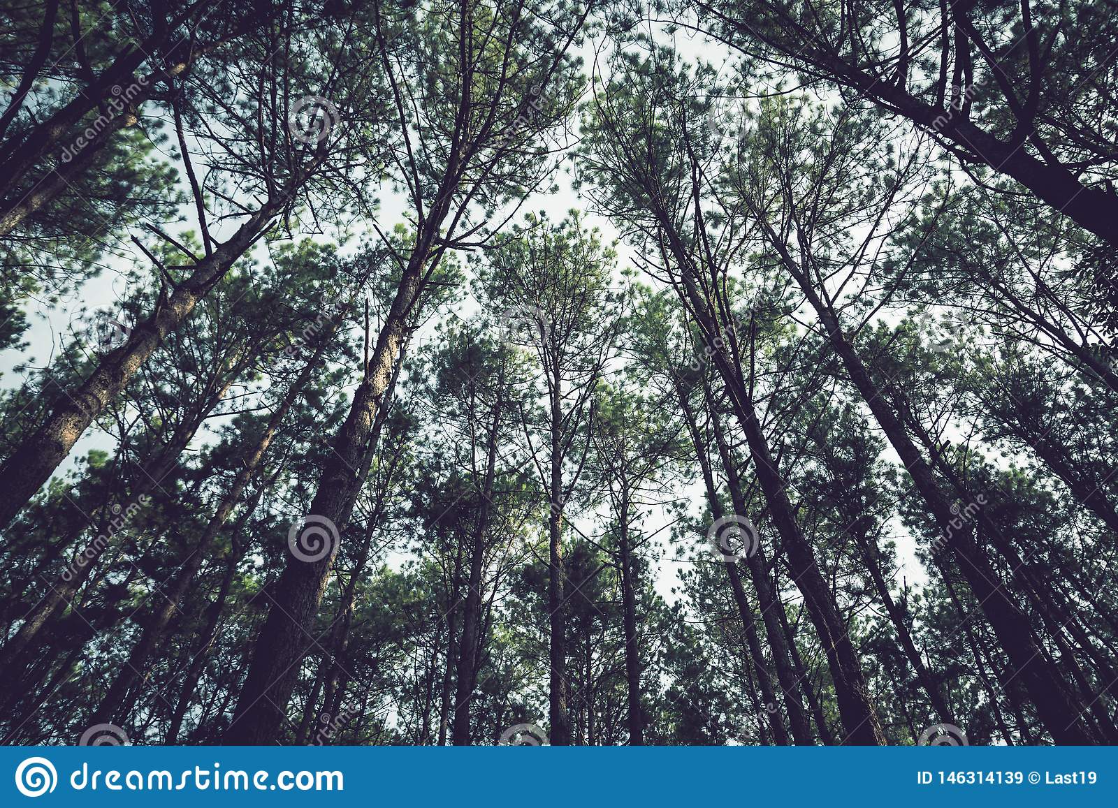 Detail Background Pinus Nomer 21