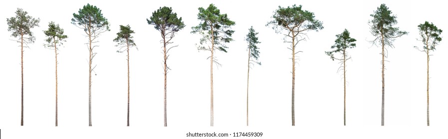 Detail Background Pinus Nomer 39