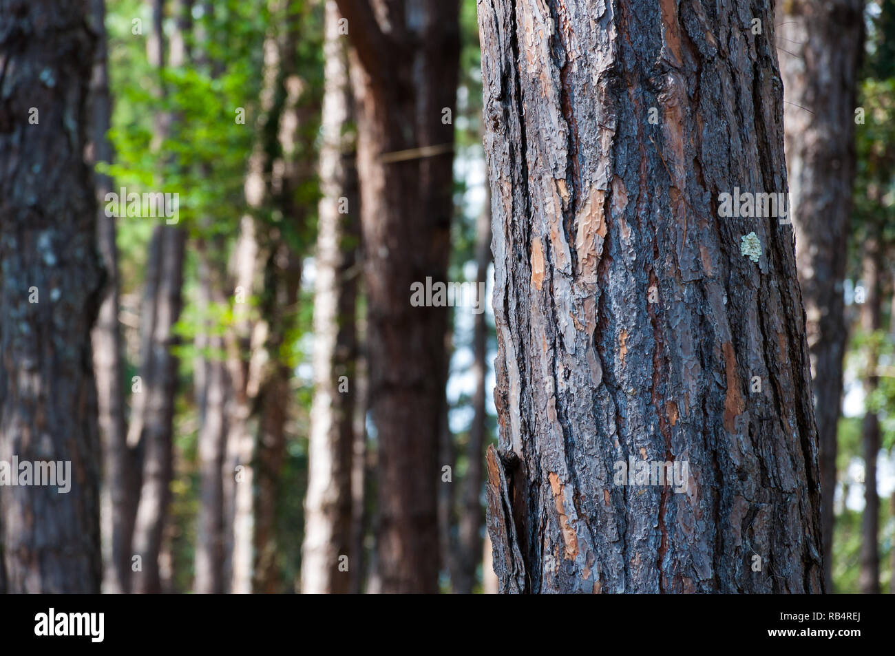 Detail Background Pinus Nomer 51