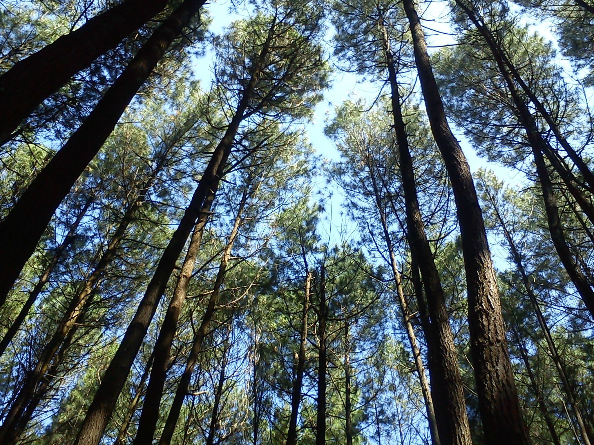 Detail Background Pinus Nomer 9