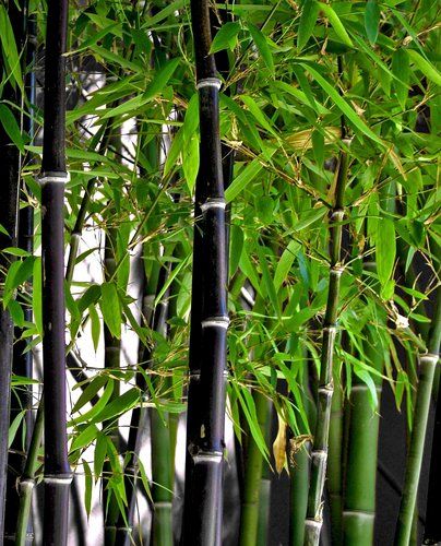 Detail Background Pohon Bambu Nomer 2
