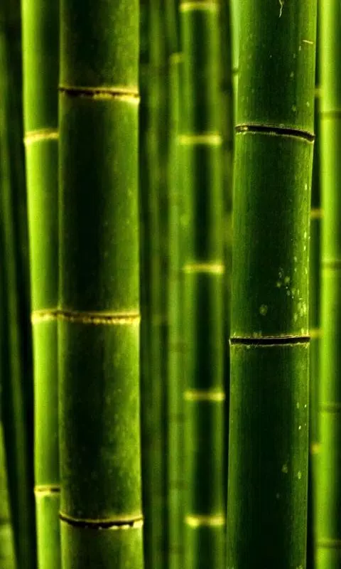 Detail Background Pohon Bambu Nomer 11