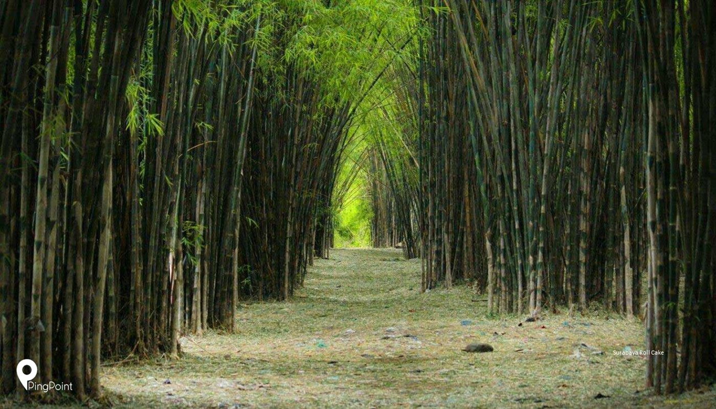 Detail Background Pohon Bambu Nomer 22
