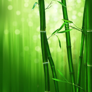 Detail Background Pohon Bambu Nomer 28